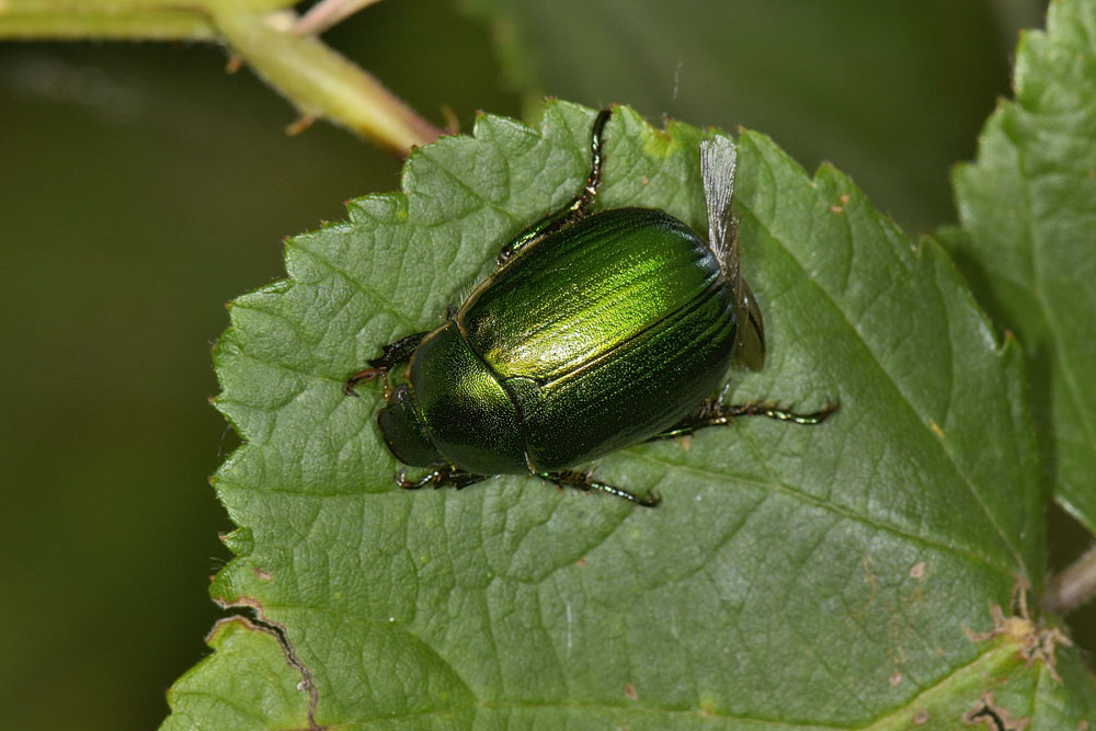Anomala dubia, Rutelidae